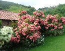 Área dos celibatários