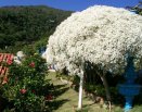 Área dos celibatários